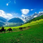 Horses,Grazing,On,A,Hill,kashmir